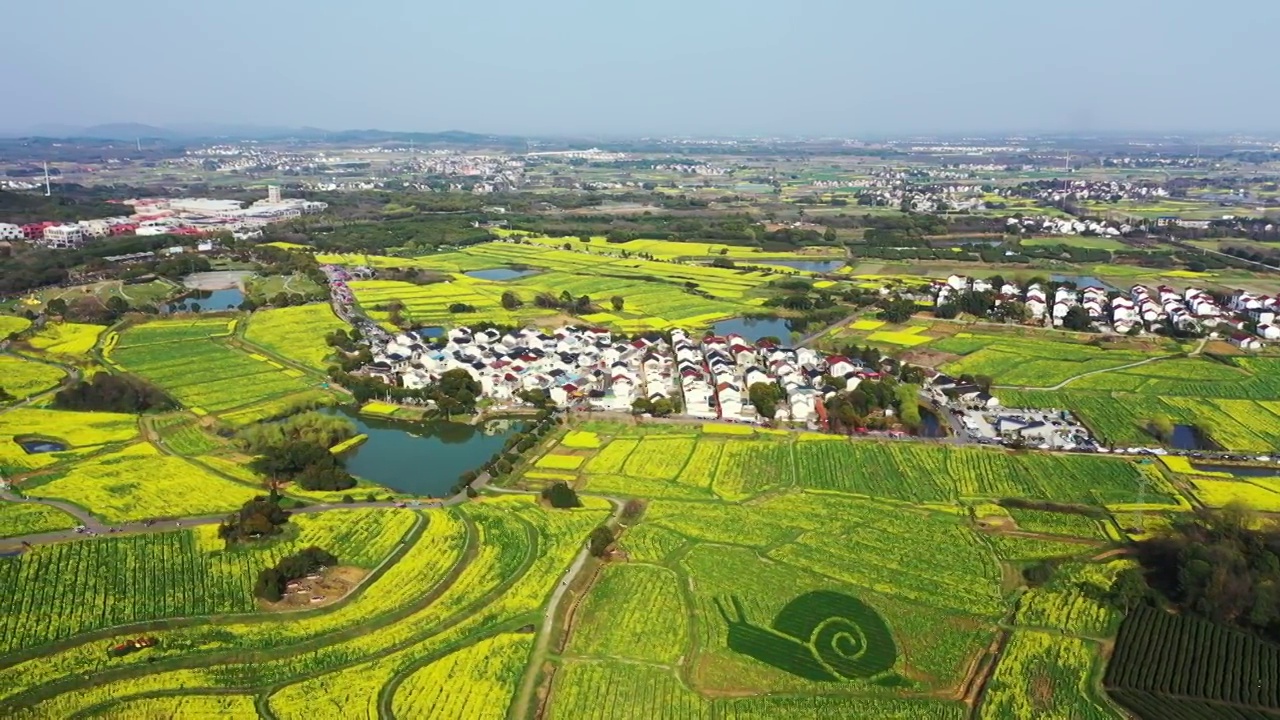 春季中国江苏南京高淳桠溪国际慢城的油菜花田与茶园风光视频素材