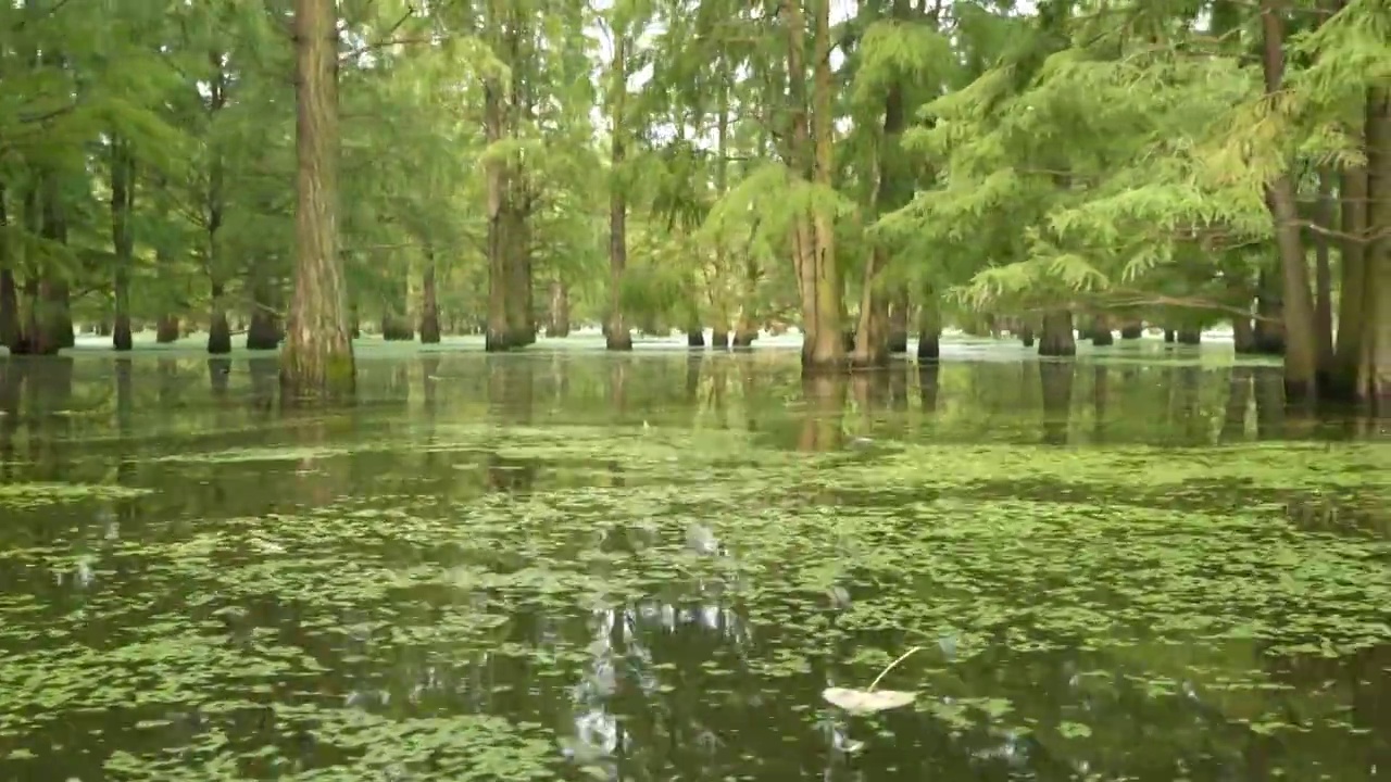 池杉林视频素材