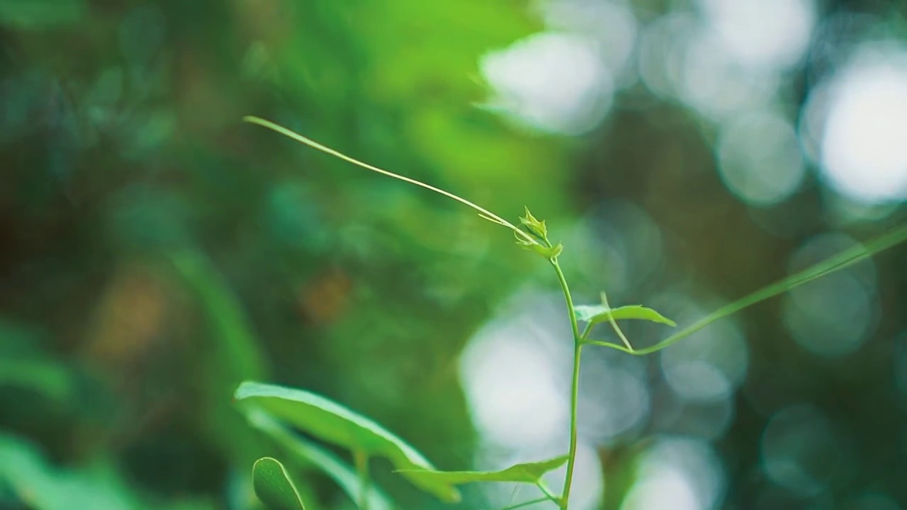 小草视频素材