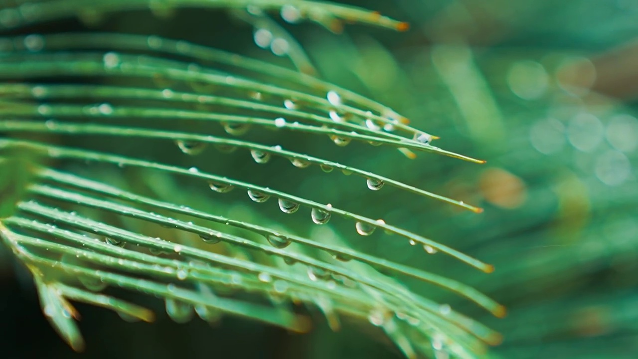 植物视频素材