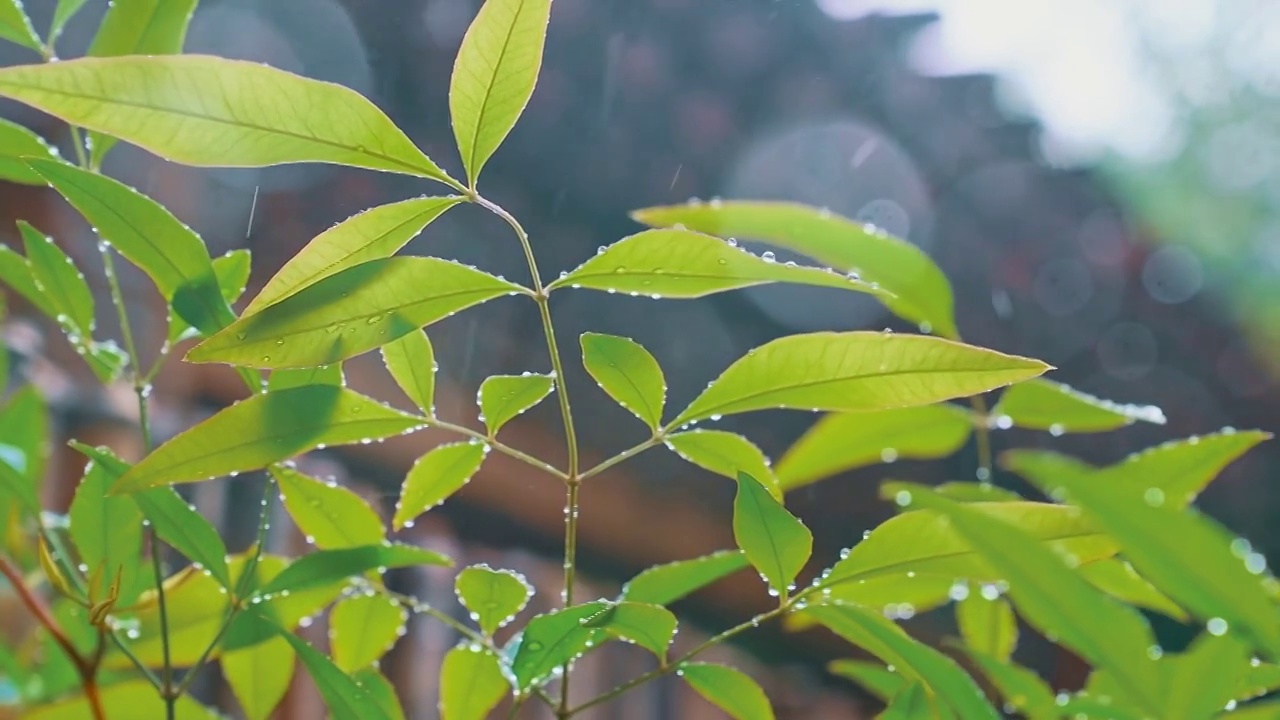 叶子视频素材