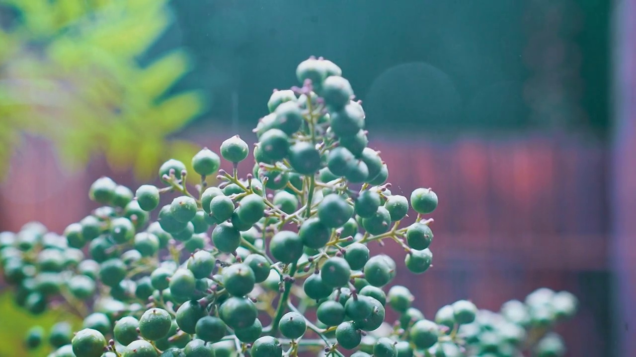 植物视频素材