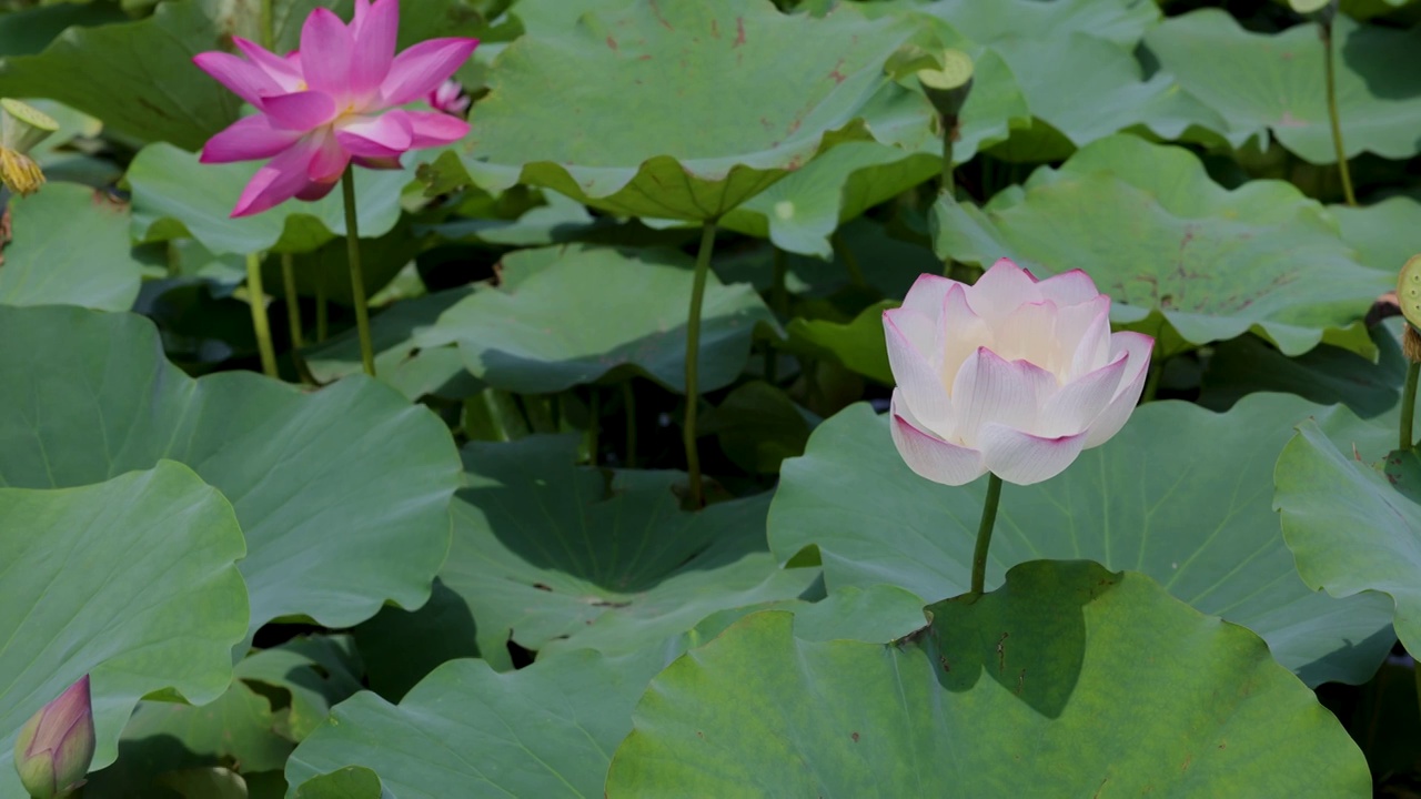 夏天池塘里盛开的荷花视频素材