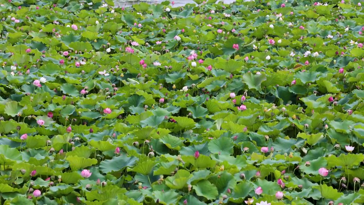 夏天池塘里盛开的荷花视频素材