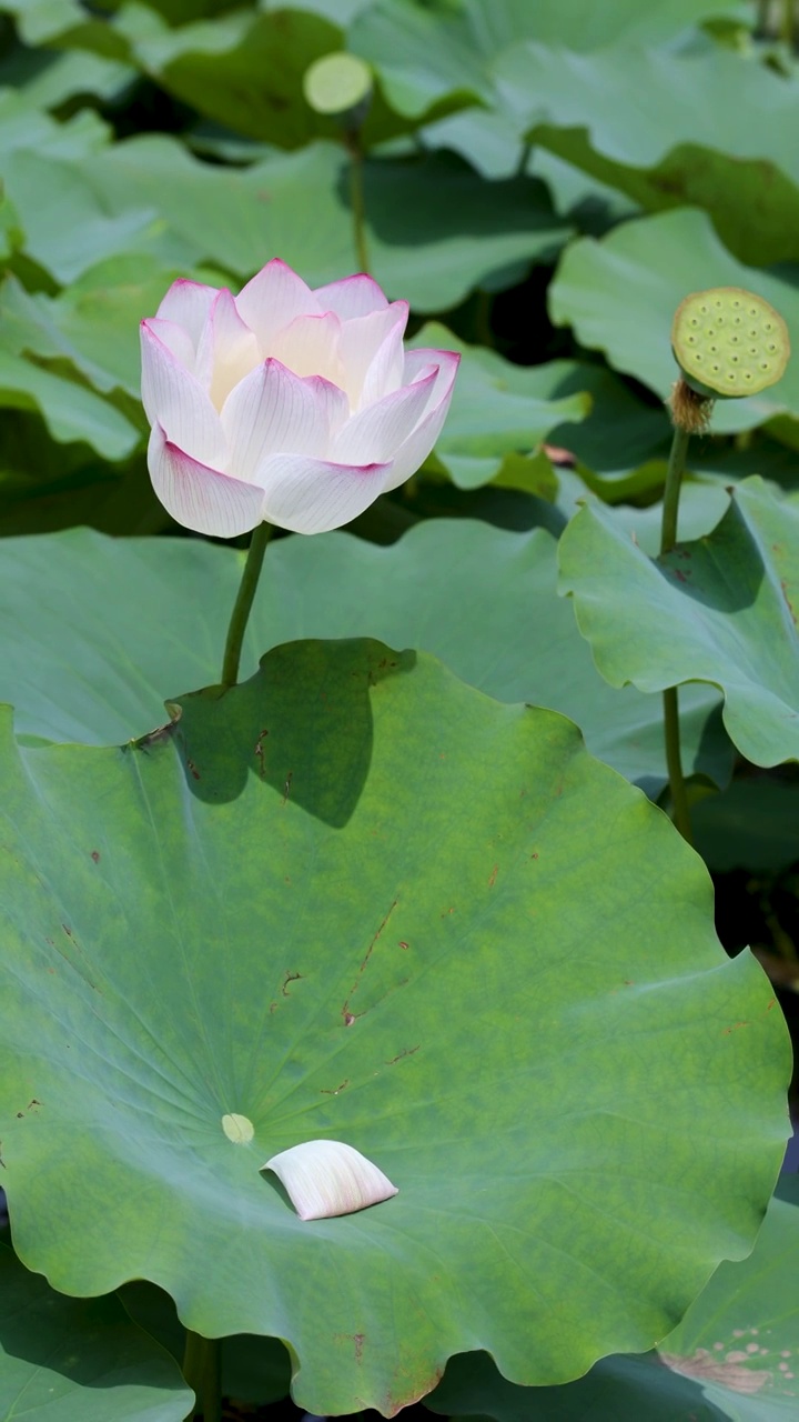 夏天池塘里盛开的荷花视频素材