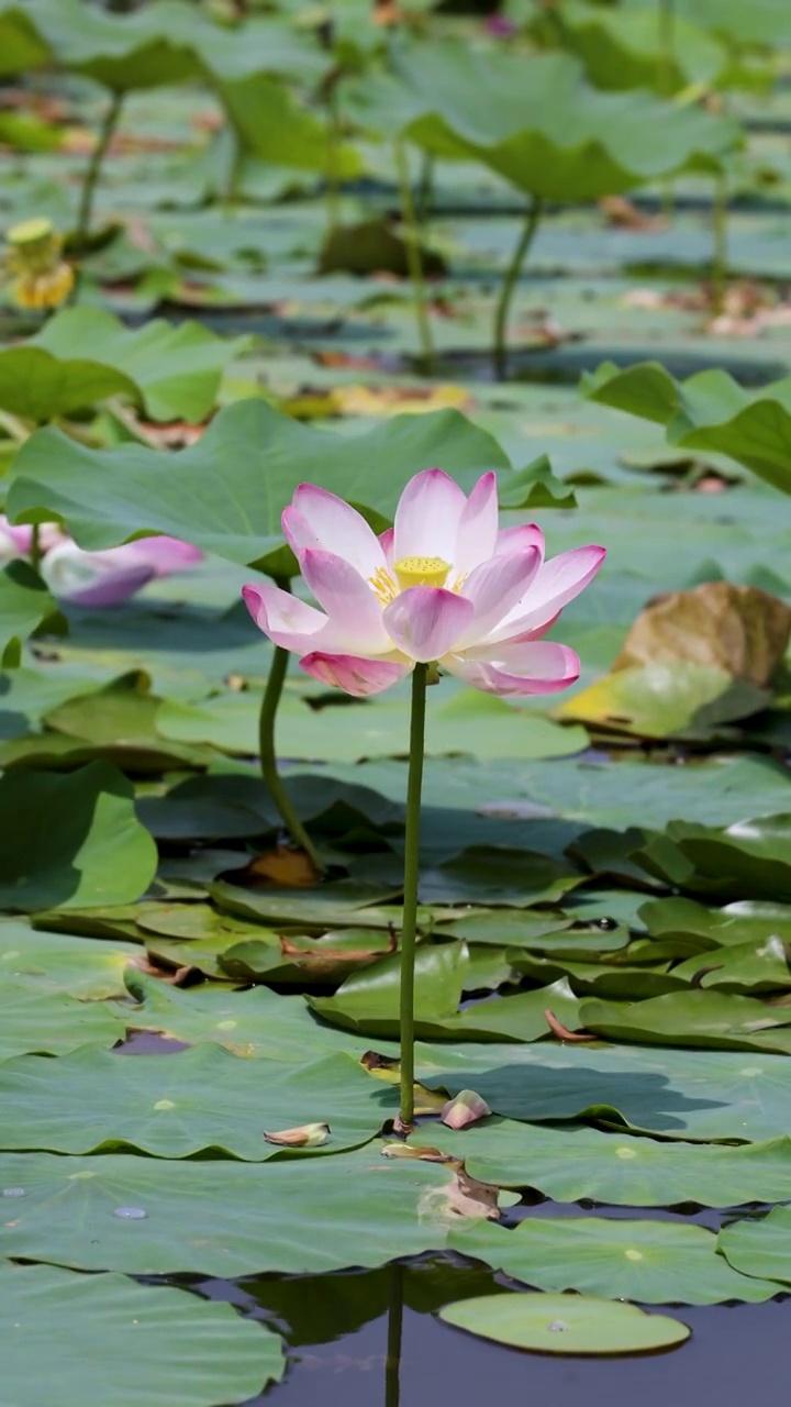 夏天池塘里盛开的荷花视频素材