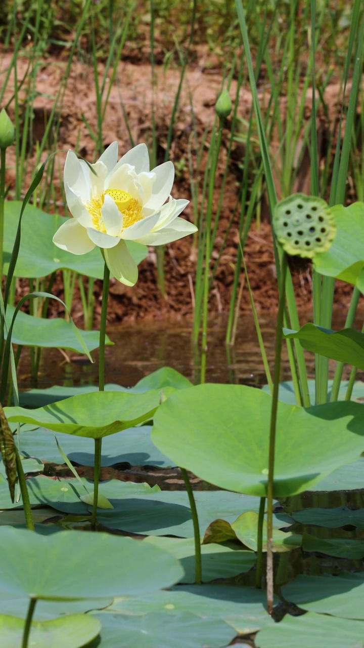 夏天池塘里盛开的荷花视频素材