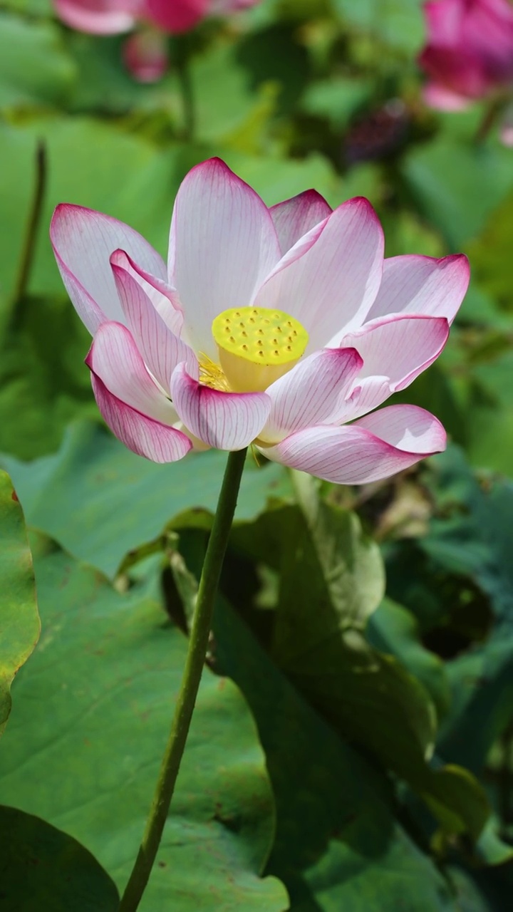 夏天池塘里盛开的荷花视频素材