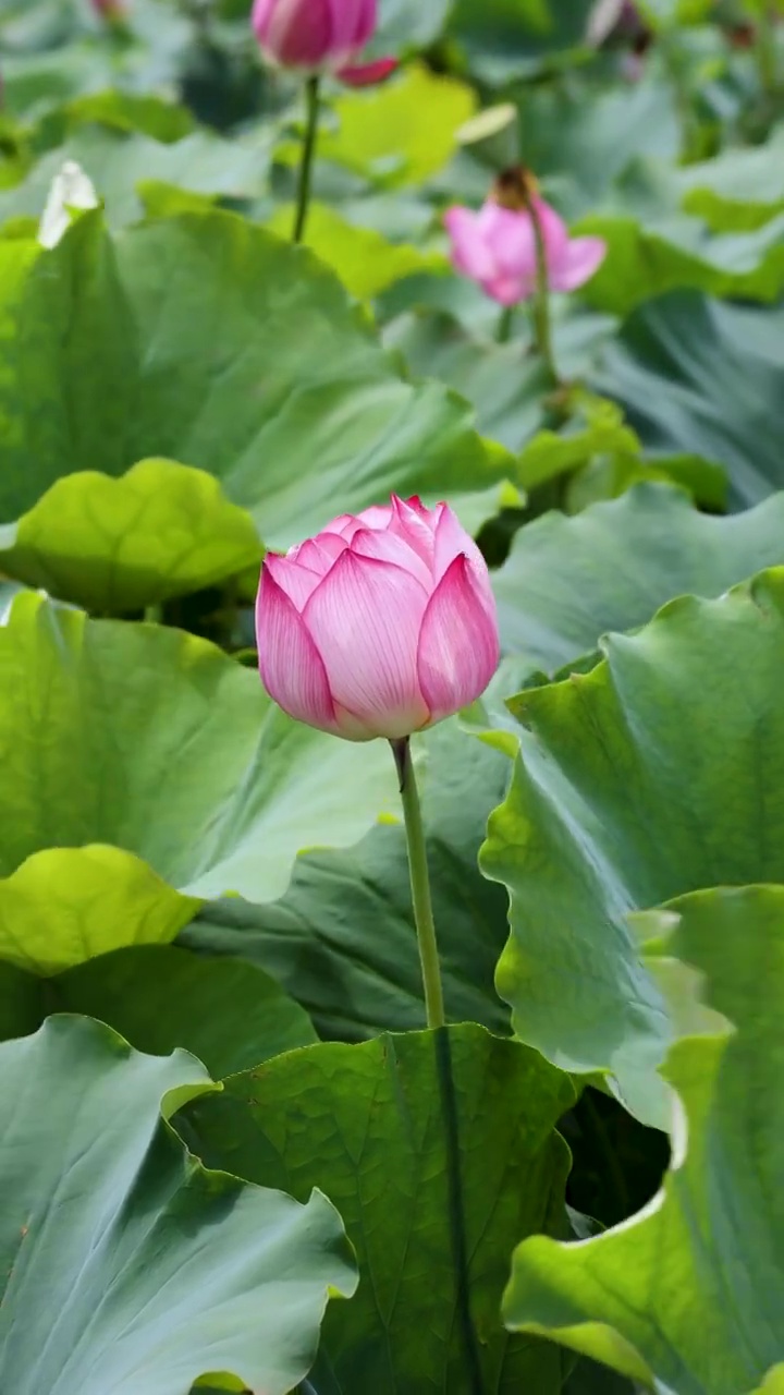 夏天池塘里盛开的荷花视频素材