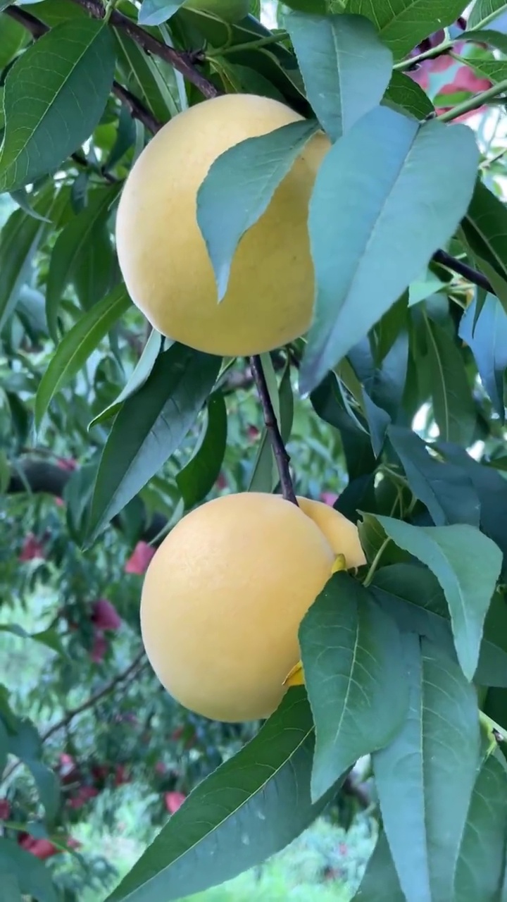 湖南省炎陵县高山黄桃视频素材