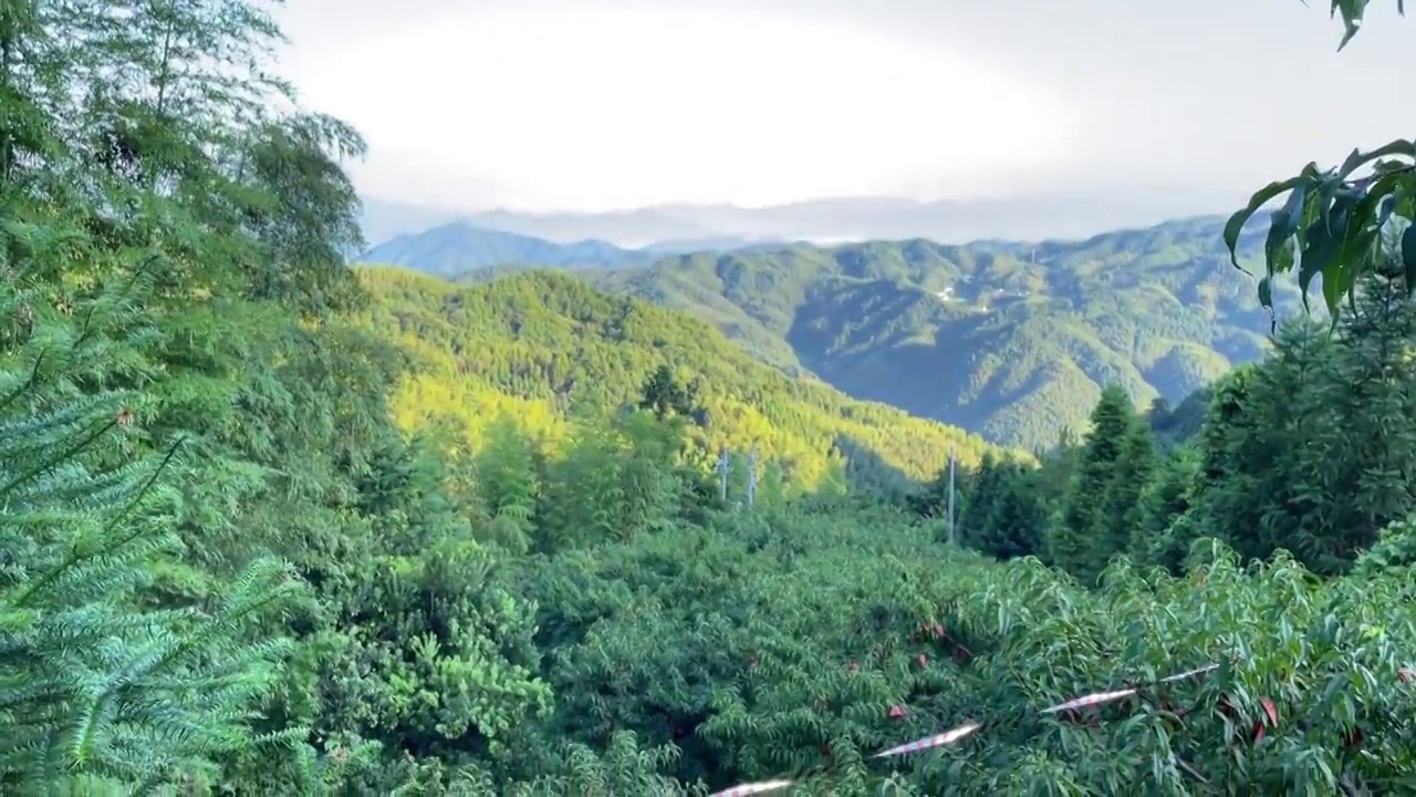 湖南省炎陵县高山黄桃视频素材