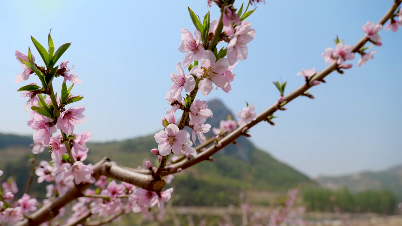 桃花视频素材