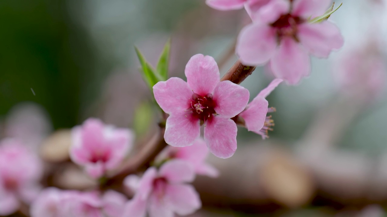 桃花视频素材