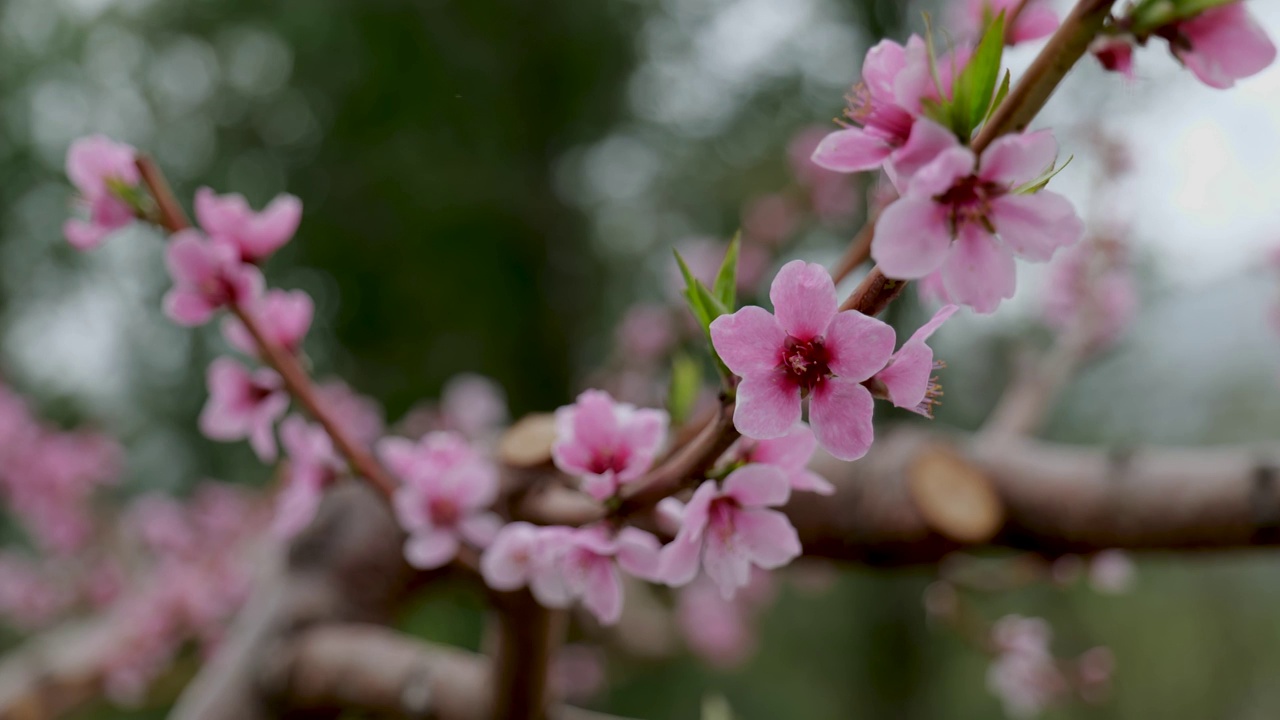 桃花视频素材