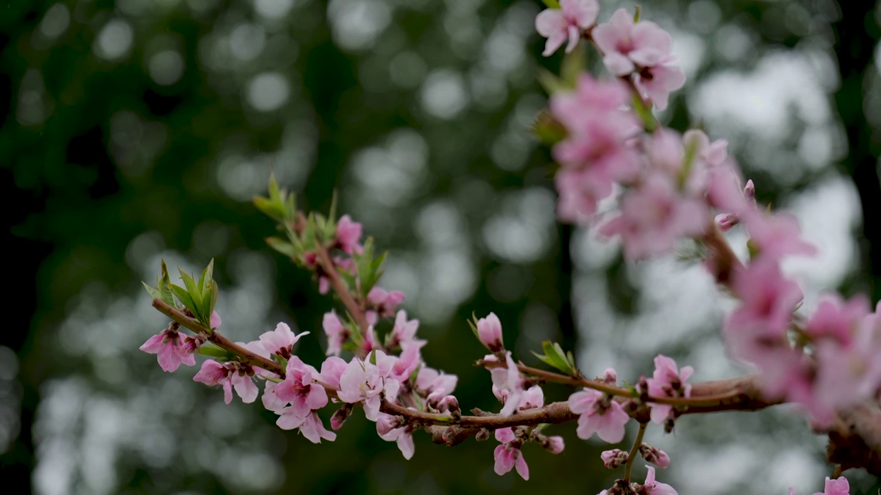 桃花视频素材