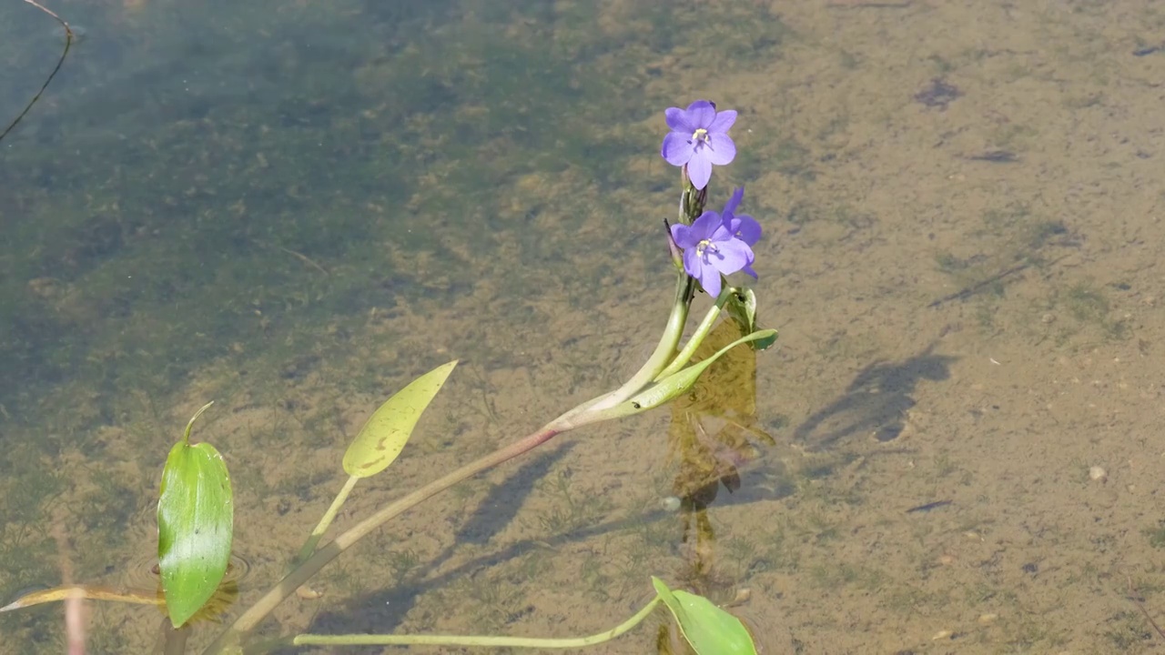 水生植物视频素材