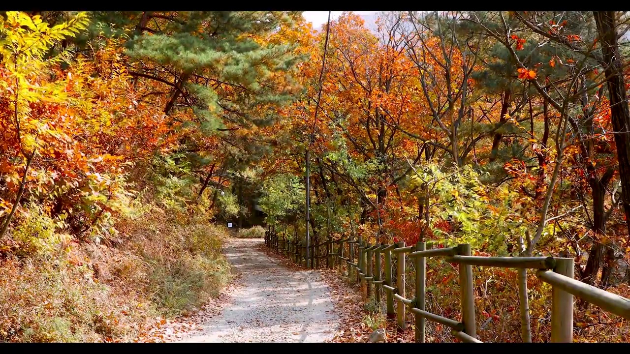 秋天的山林,山间小路，两边的秋叶视频素材