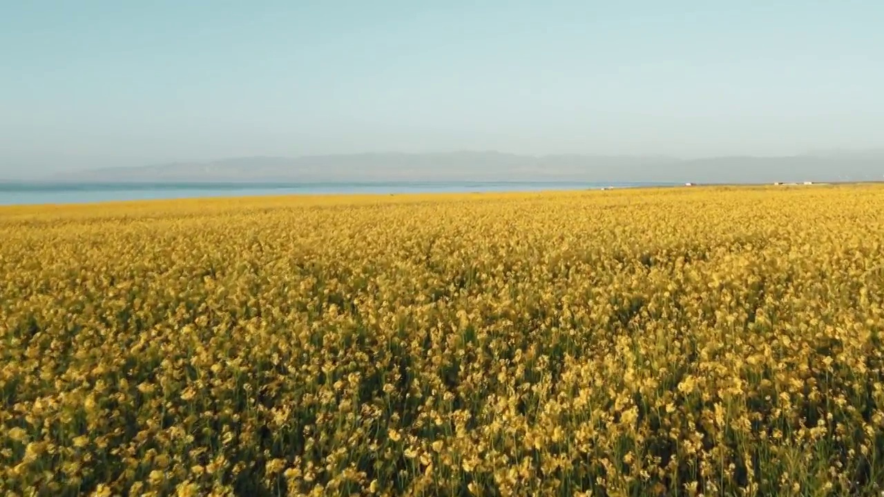 航拍青海湖畔油菜花海视频素材