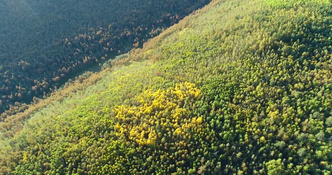 航拍大兴安岭秋季泰加林风光视频素材