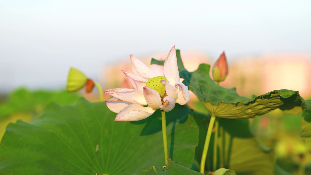 广东韶关安岗村荷花田 荷花池视频素材