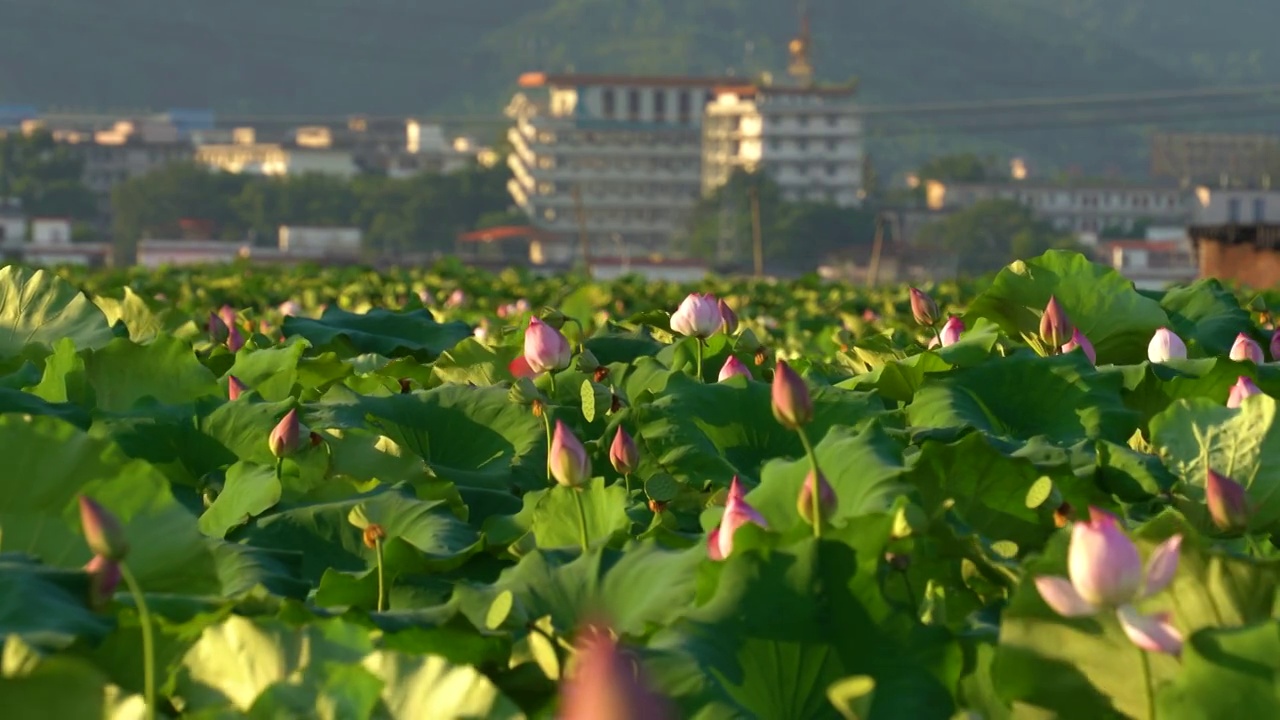 广东韶关安岗村荷花田 荷花池视频素材