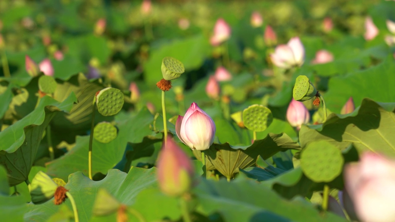 广东韶关安岗村荷花田 荷花池视频素材