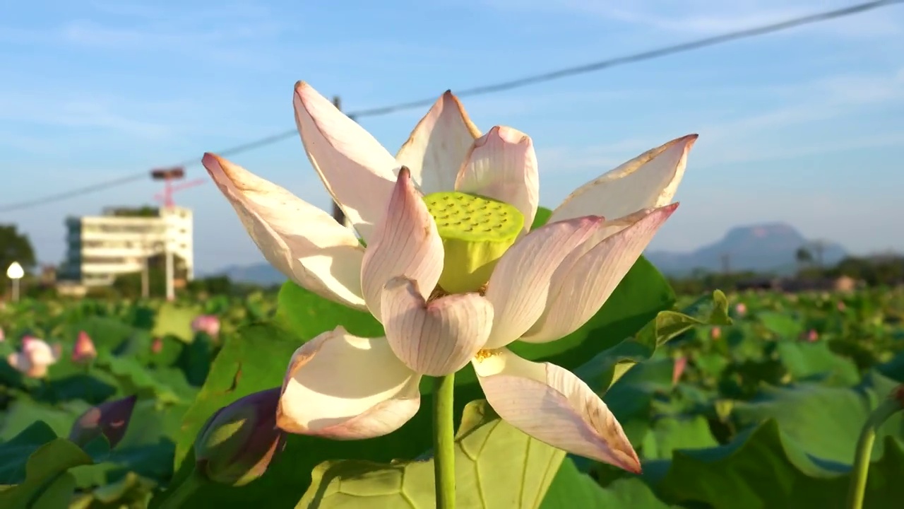 广东韶关安岗村荷花田 荷花池视频素材