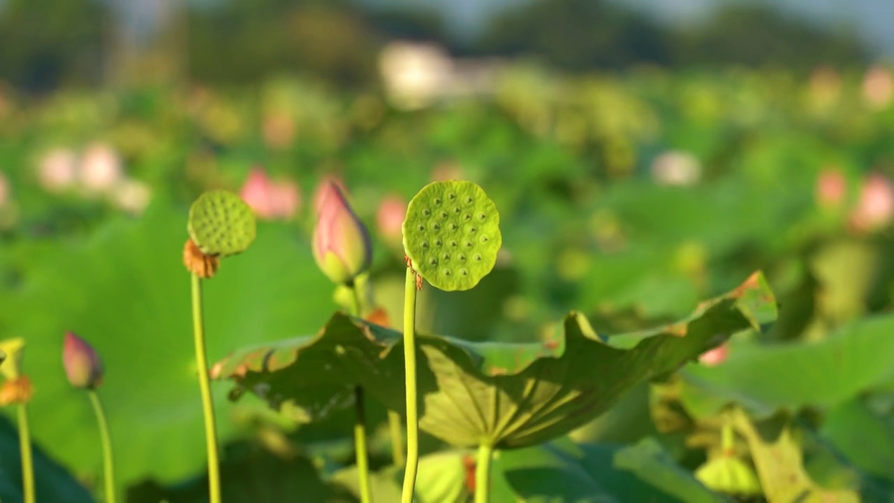 广东韶关安岗村荷花田 荷花池视频素材