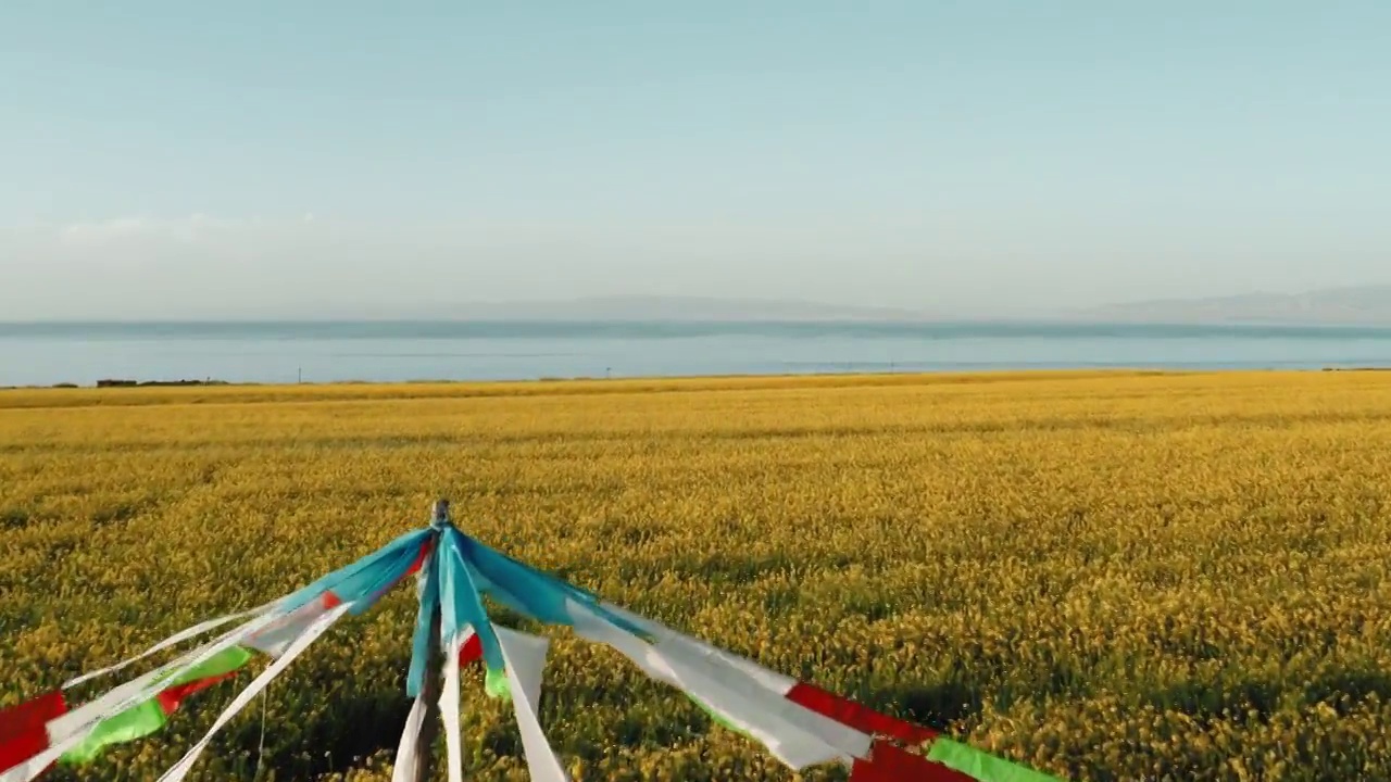 航拍青海湖畔油菜花海视频素材