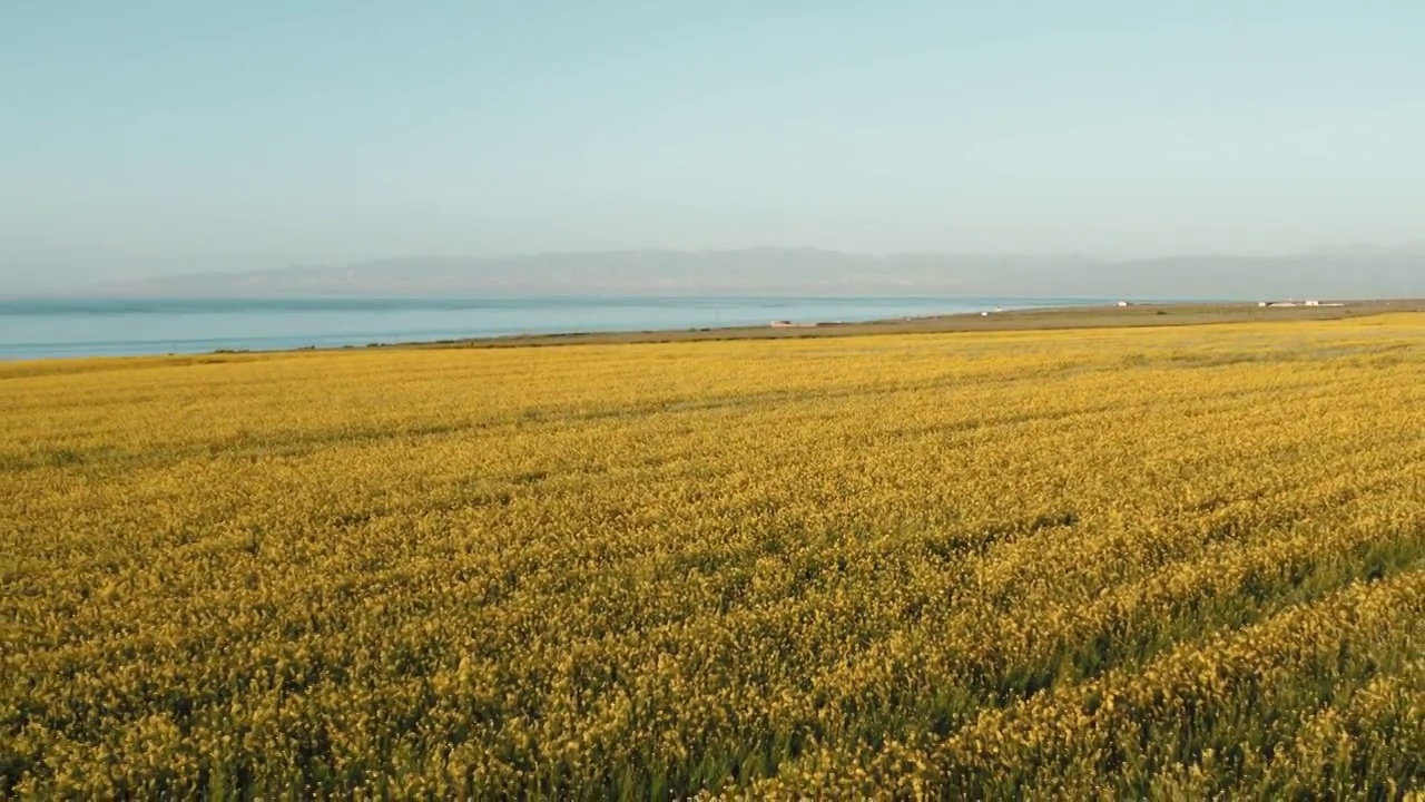 航拍青海湖畔油菜花海视频素材