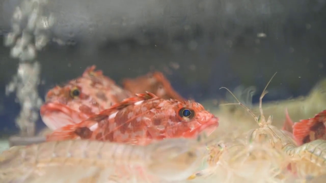 浙江舟山美国红鱼海鲜虾姑视频素材