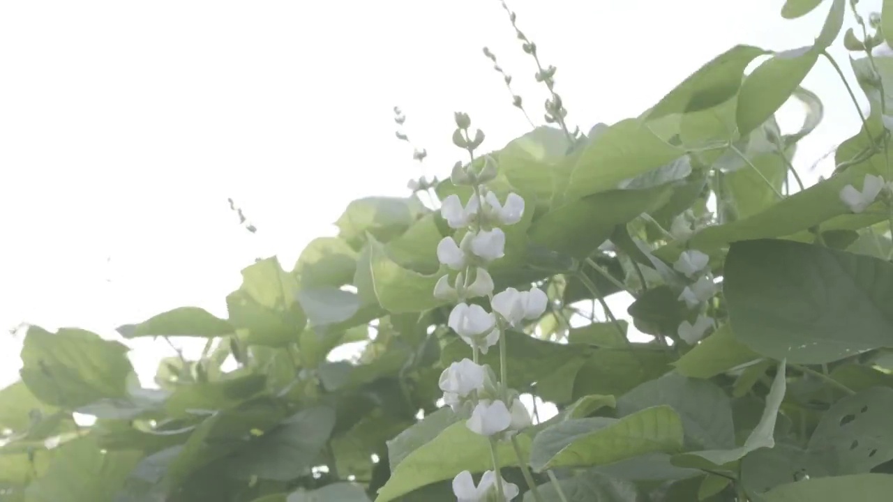 阳光下的扁豆花视频素材