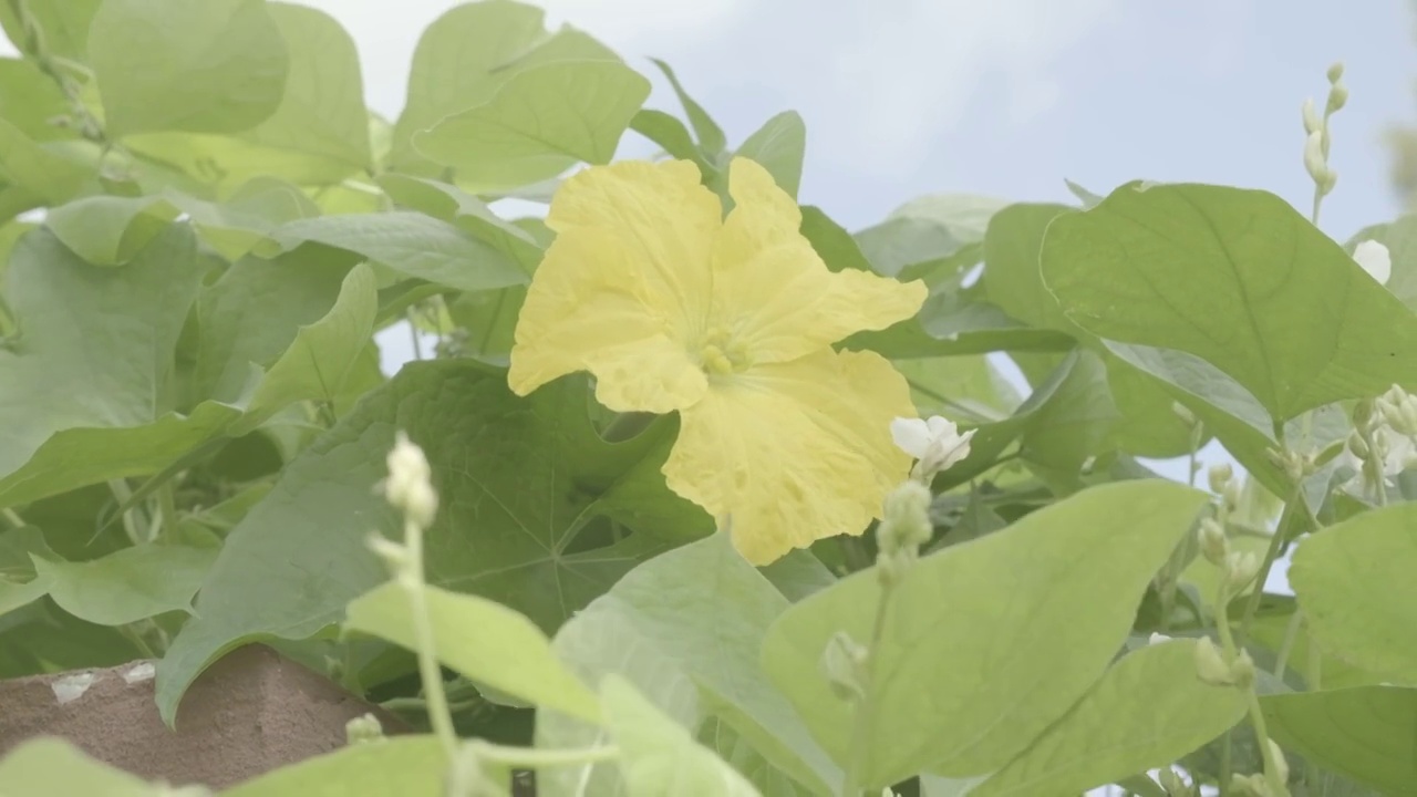 丝瓜花视频素材