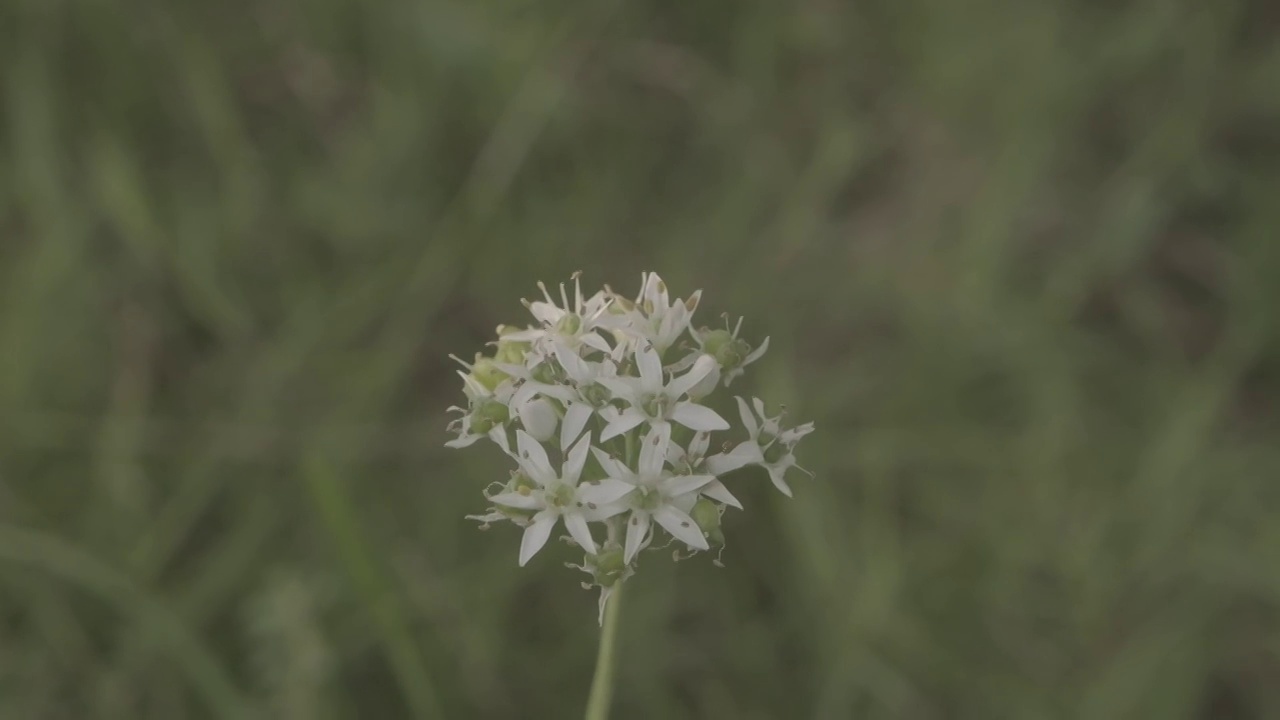 可爱的韭菜花花头视频素材