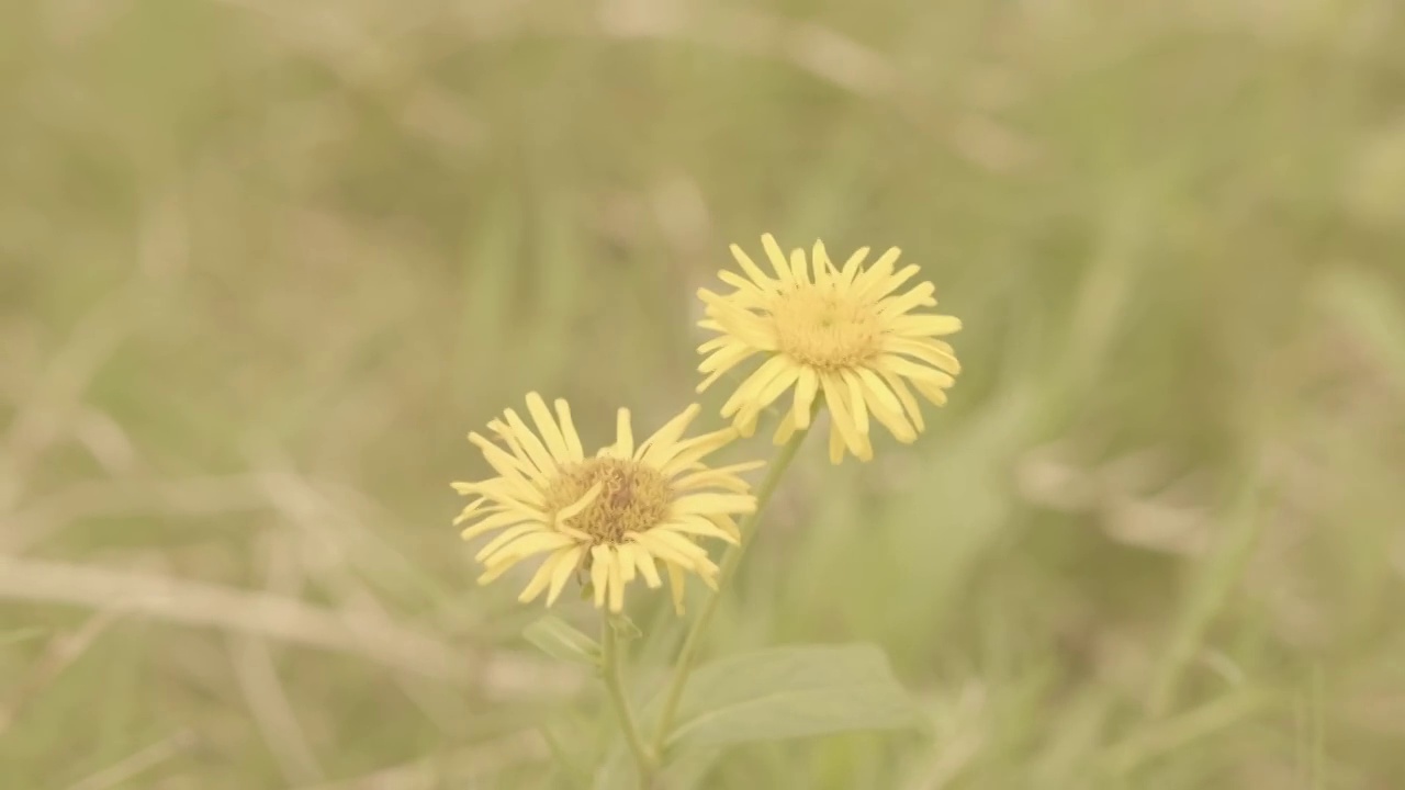 小野菊风中摇曳视频素材