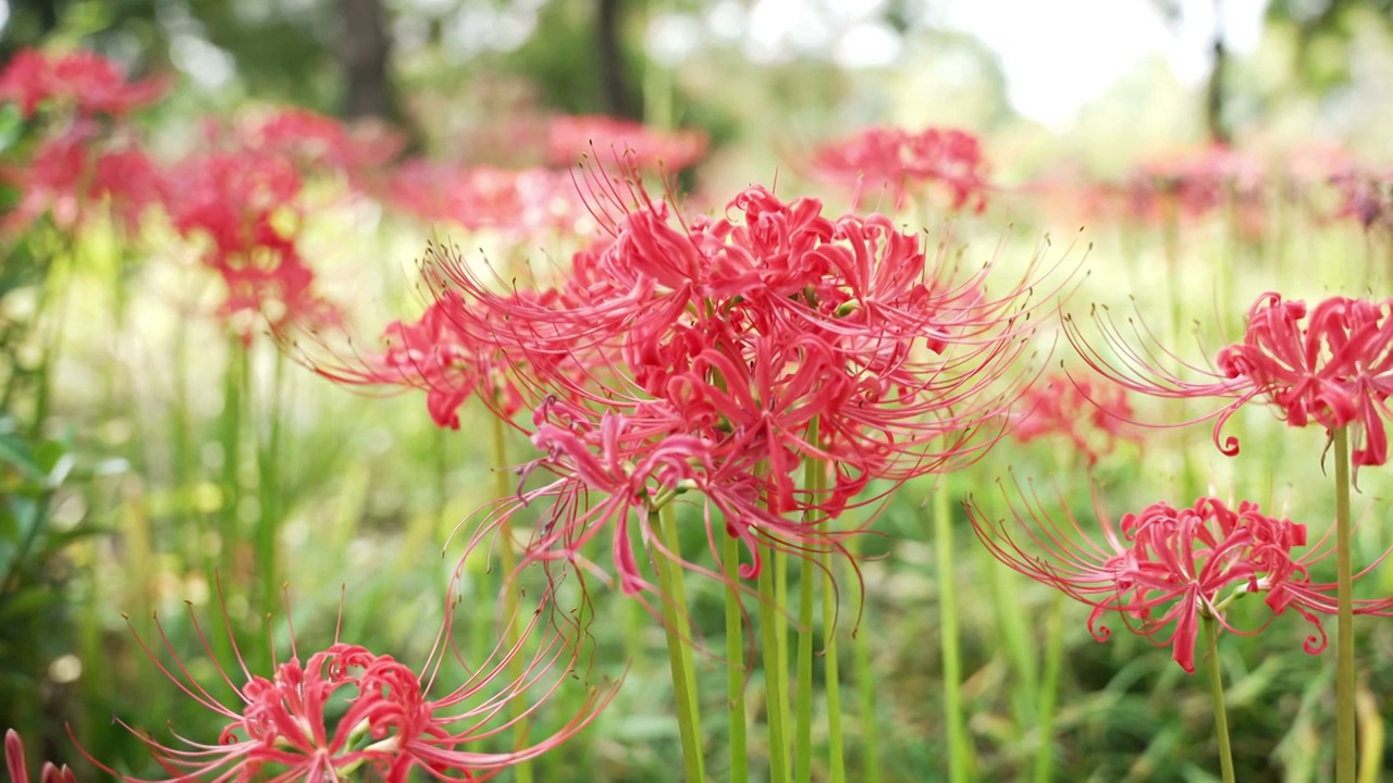 彼岸花 石蒜视频素材