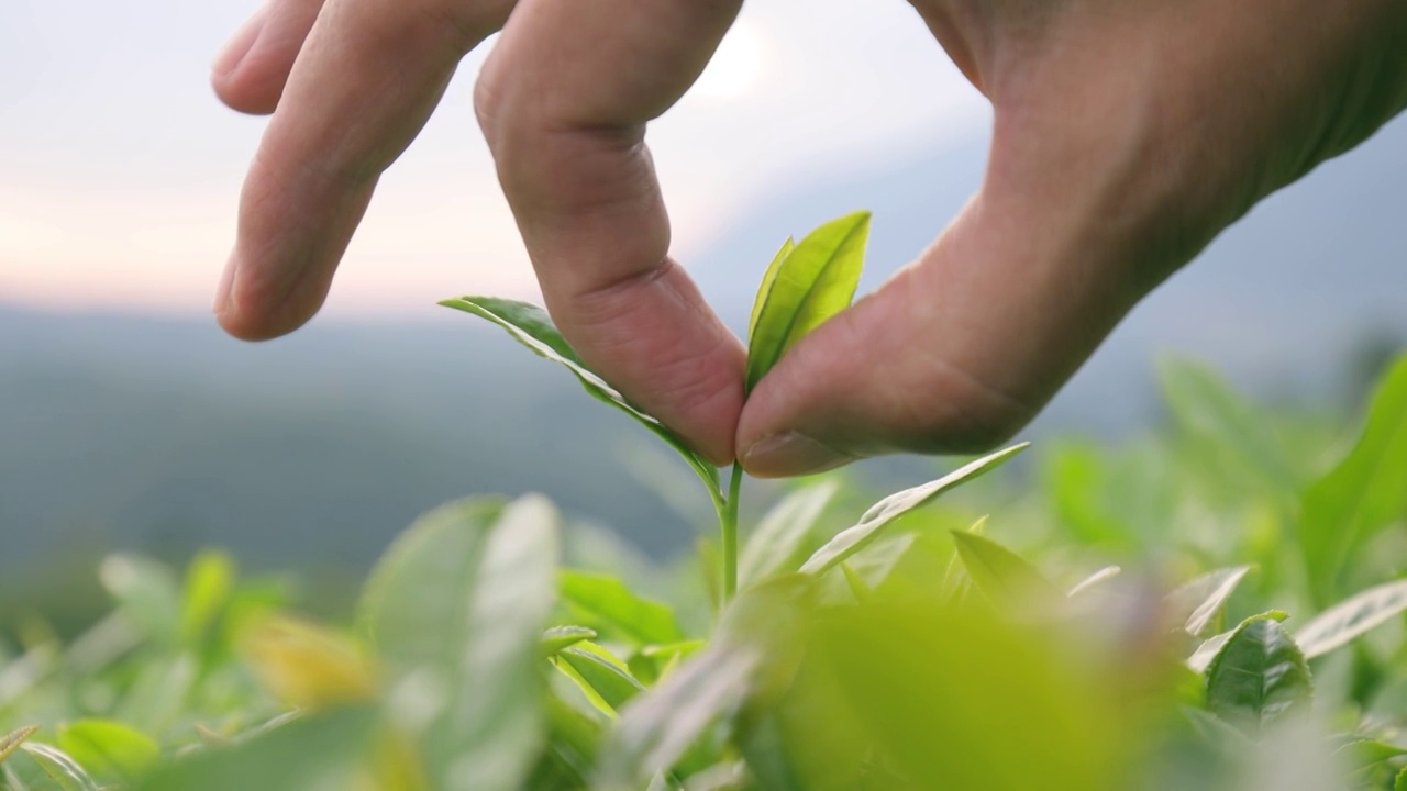 手采摘新鲜的茶叶视频素材