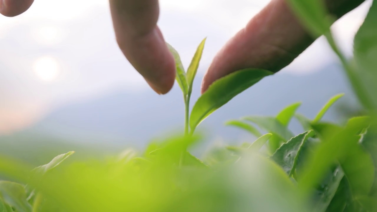 手采摘新鲜的茶叶视频素材