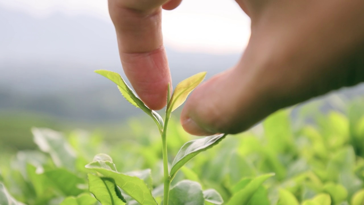 手采摘新鲜的茶叶视频素材