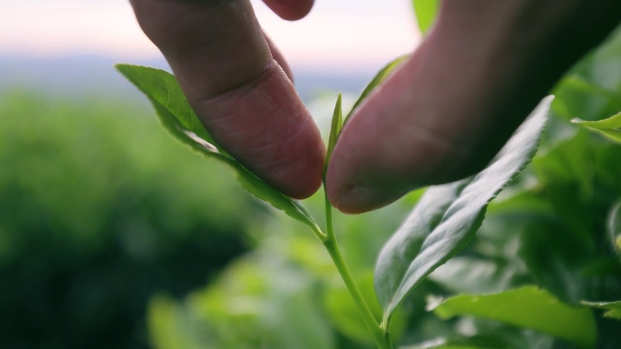 手采摘新鲜的茶叶视频素材