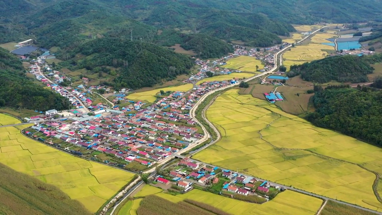 东北乡村秋天稻田成熟视频素材