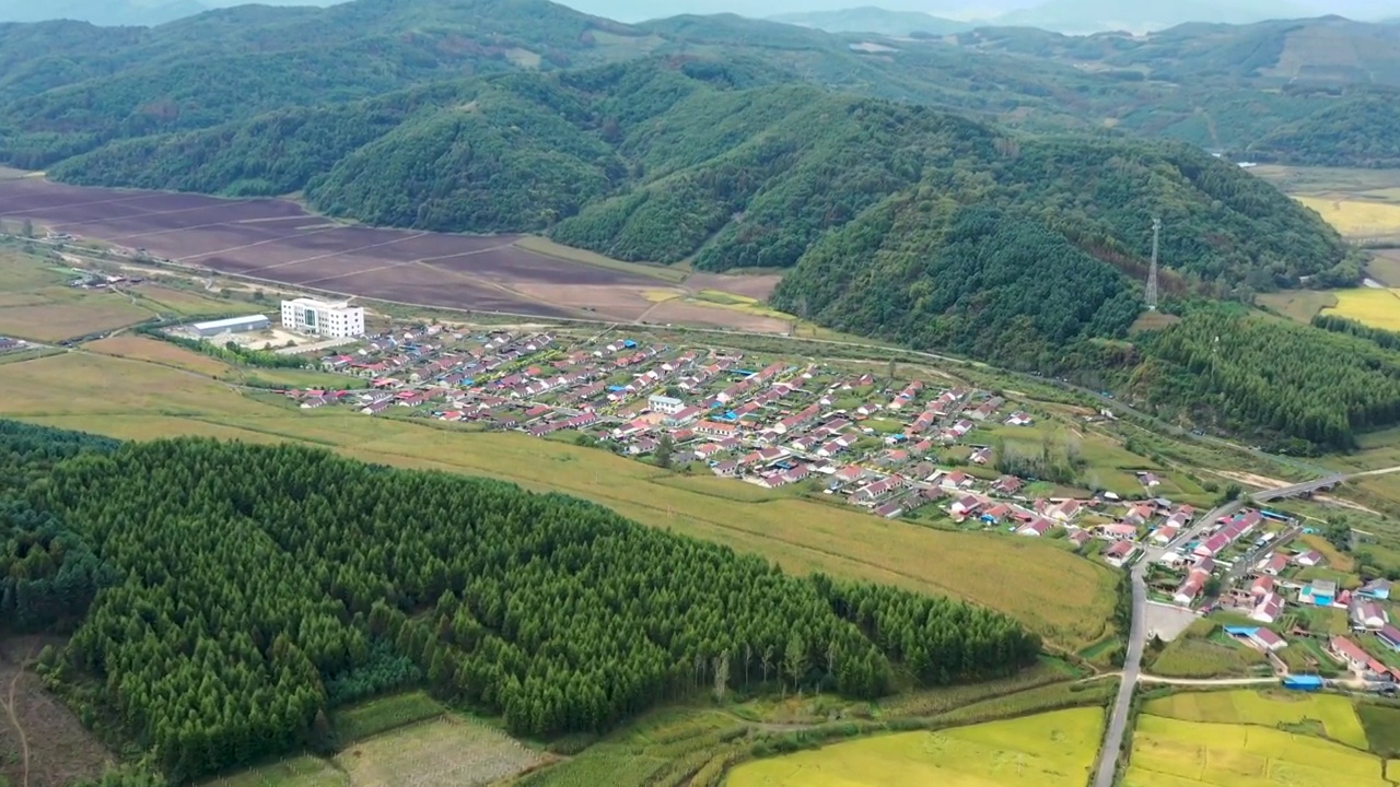 秋天东北乡村稻子成熟视频素材