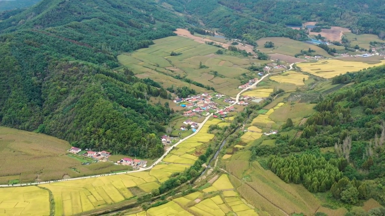 东北乡村秋天稻田成熟视频素材