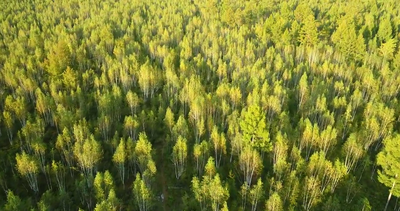 航拍大兴安岭白桦林风景视频素材