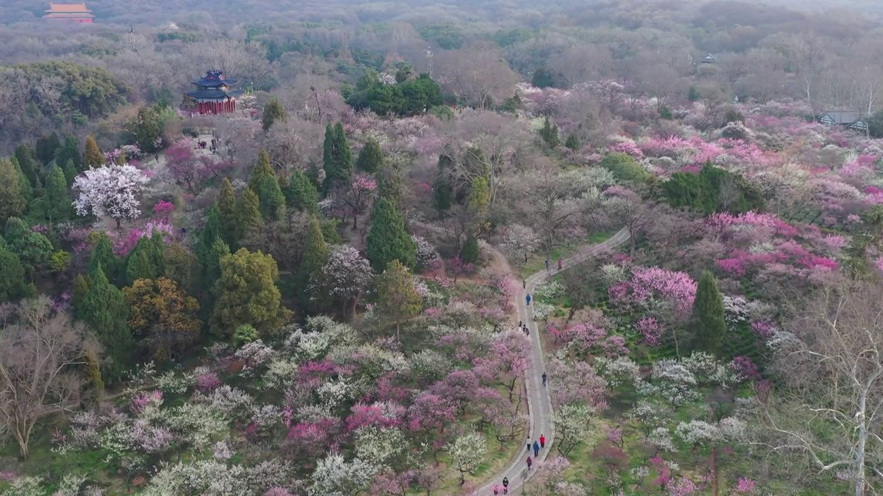 航拍南京春天的梅花山视频素材