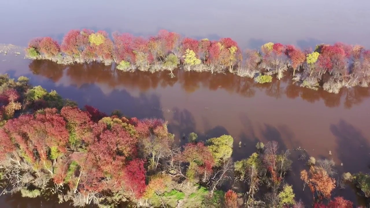 黑龙江伊春：嘉荫芭兰河河口湿地初秋视频素材