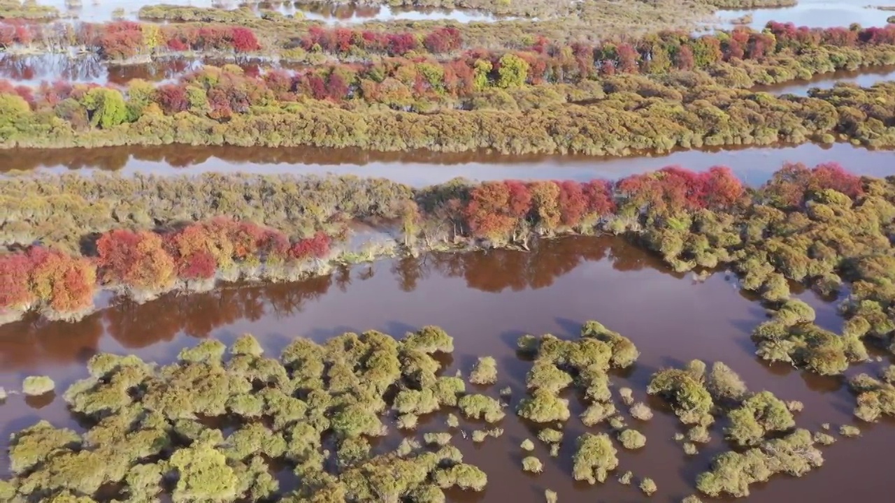 黑龙江伊春：嘉荫芭兰河河口湿地初秋视频素材