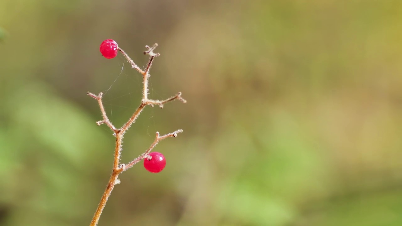 红色果实视频素材