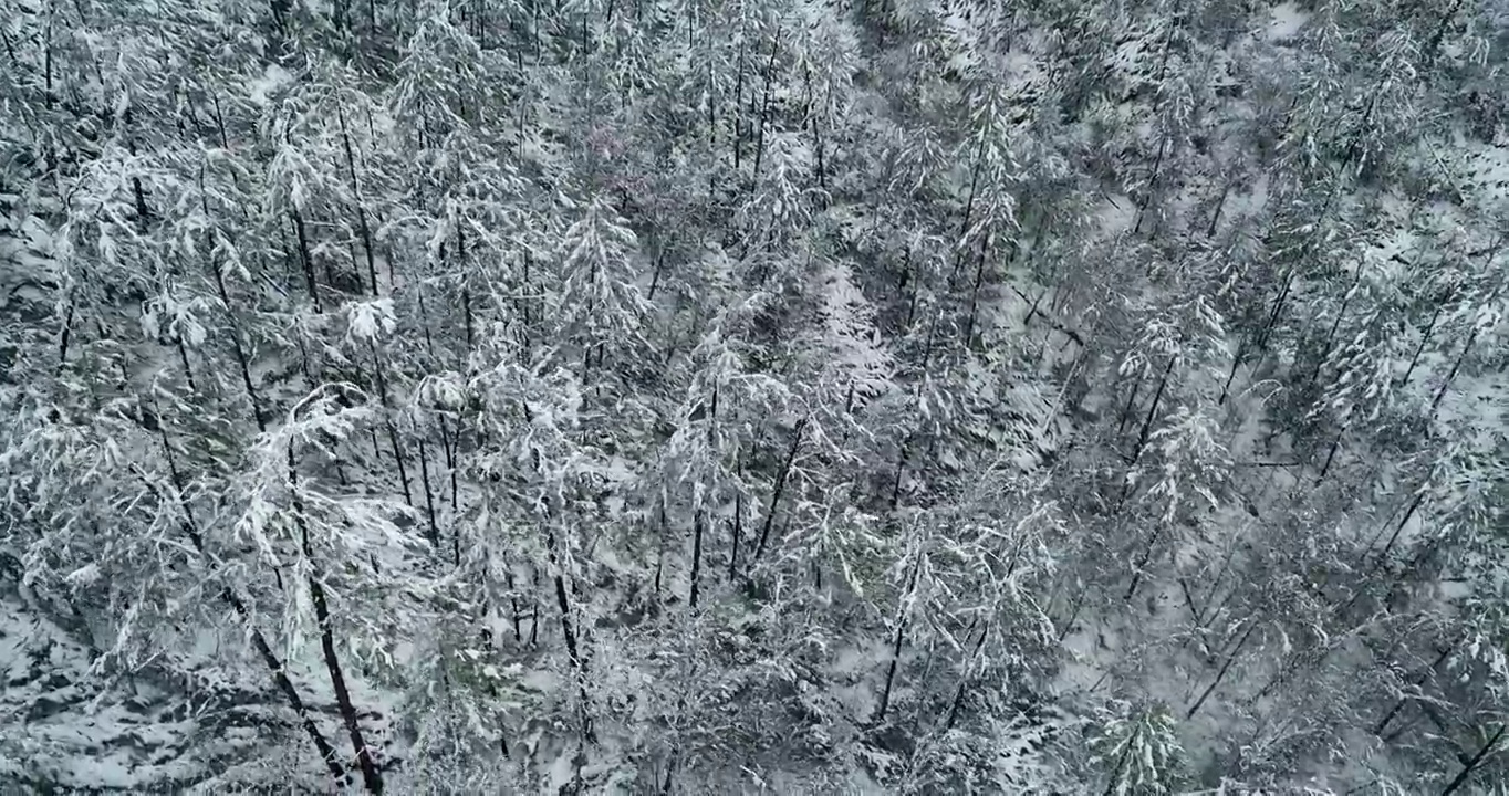 航拍大兴安岭春季极端天气降雪山林雾凇视频素材