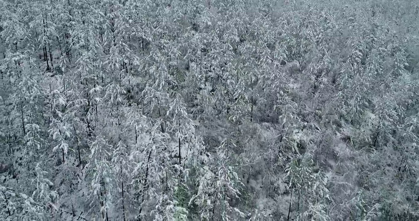 航拍大兴安岭春季极端天气降雪山林雾凇视频素材